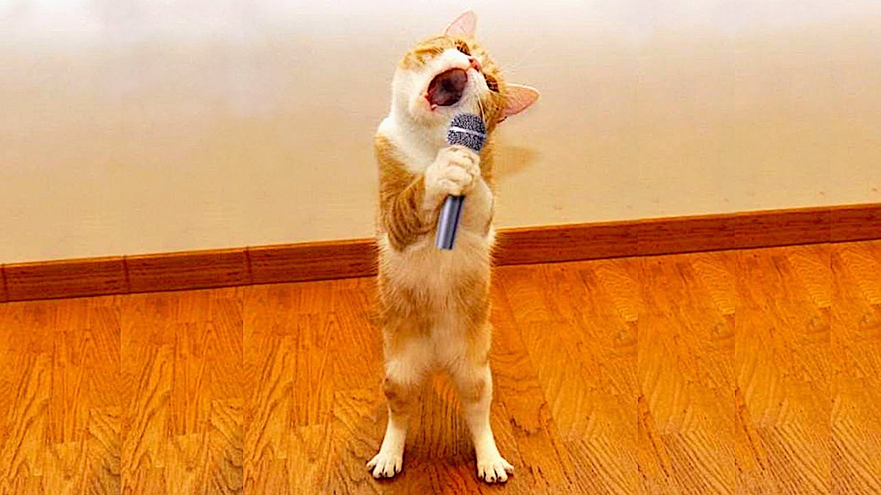 Самые смешные животные / Приколы с котами и собаками 2022 / LA 75