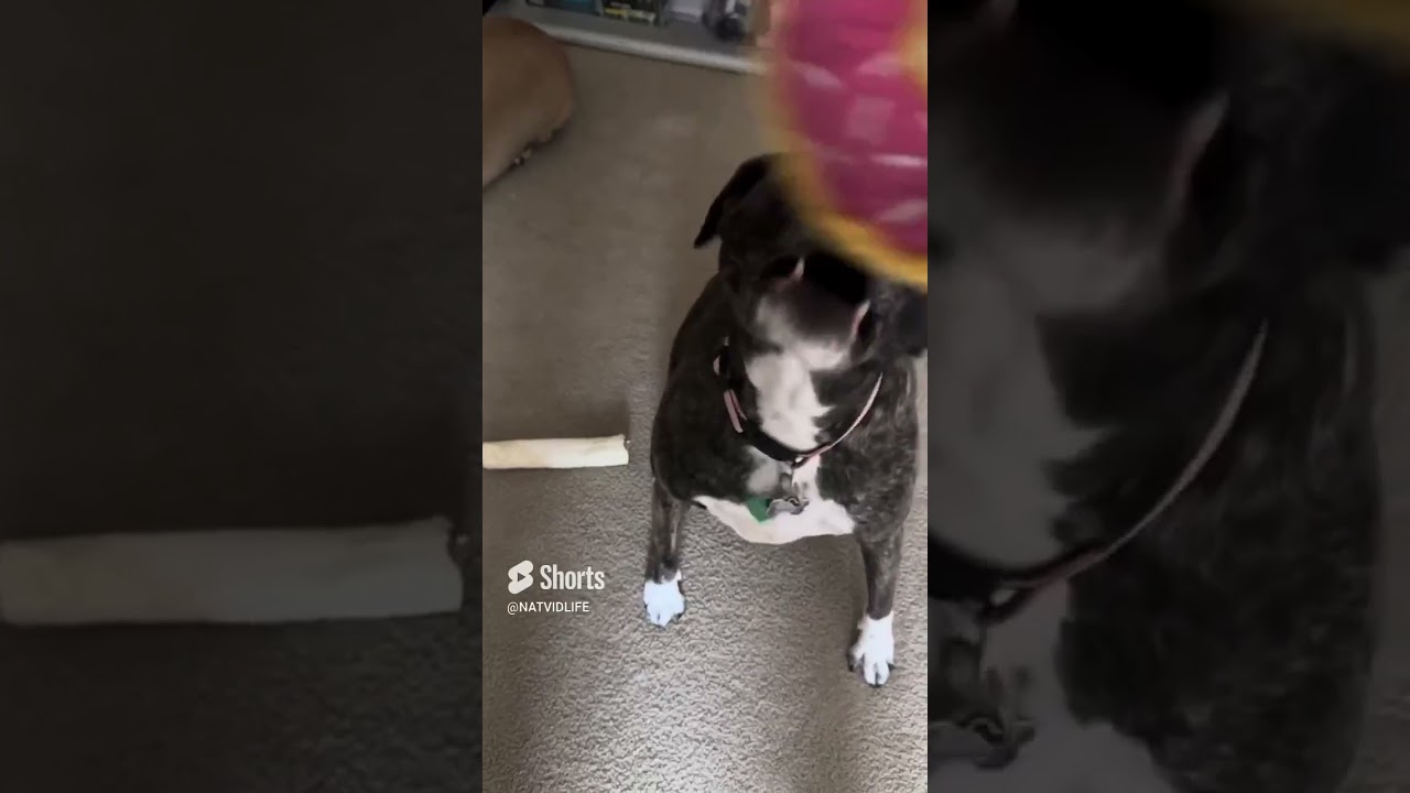 TIKTOK DOGS . Play with my dogs ИГРЫ МОИХ МИЛАШЕК  dog miaminight travel cruiseline puppy pets