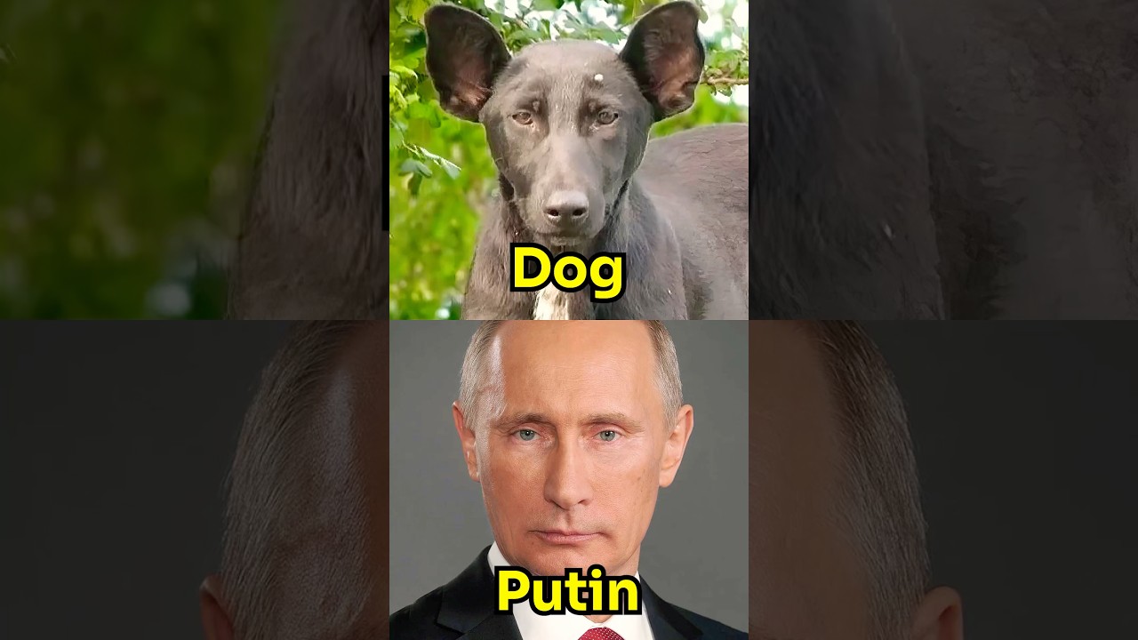 Celebrities That Totally Look Like Animals #shorts