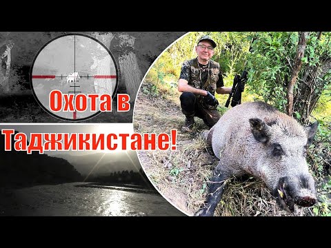 Охота в горах Таджикистана 2025 🐗: 6 дней в поисках дикого кабана; Tajikistan Wild Boar Hunting