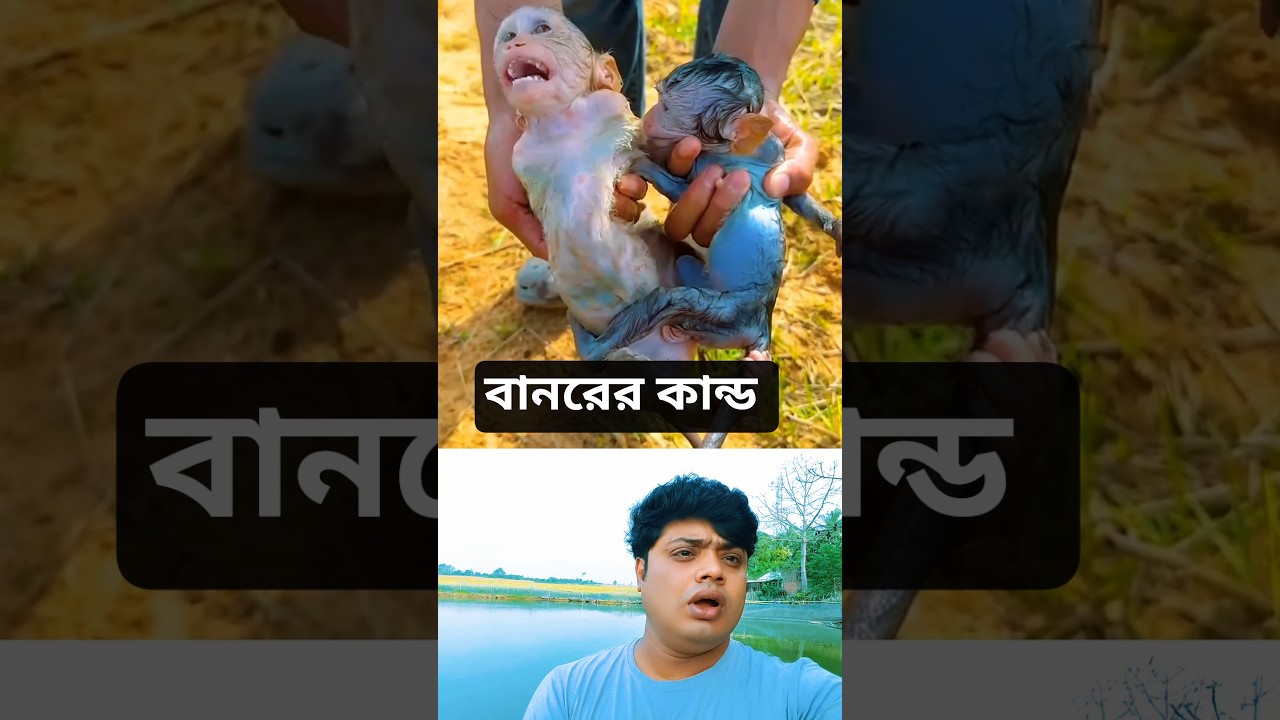 বানরের কান্ড 😁#shortvideos #shorts #money