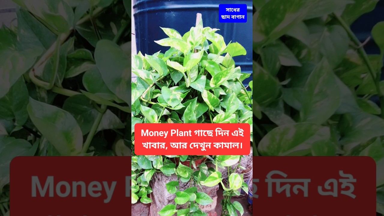 Money Plant গাছ ঝাঁকড়া সবুজ আর সুন্দর করতে একবার এই খাবার দিন আর সৌভাগ্য লক্ষ্মী লাভ করুন। #money