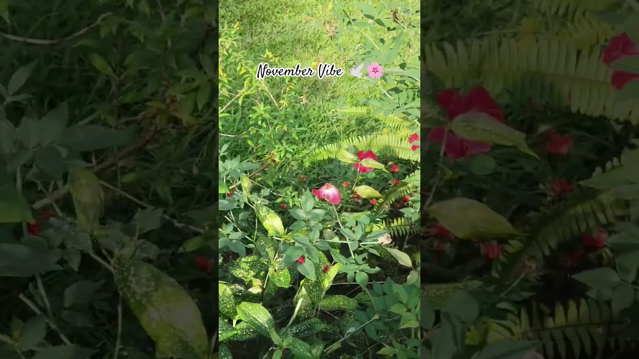 November vibe ✨🌞shortfeed shortvideo minivlog love shortsfeed seli na nature love viral 💫