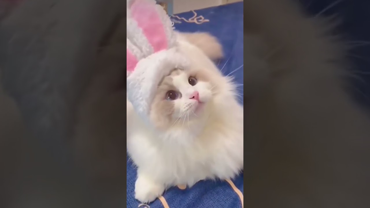 Милые котята💙🍀🐈)Котshortlovermefollowanimalfunnycutbeautifulмилыекотлюбитель