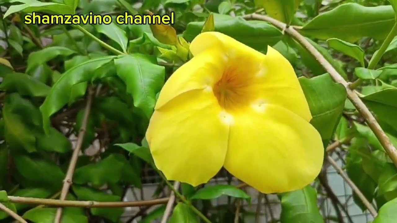 RELAXING MUSIC • BEAUTIFUL YELLOWBELL FLOWER •MEDITATION MUSIC SOUND • CALMING MUSIC relaxingmusic