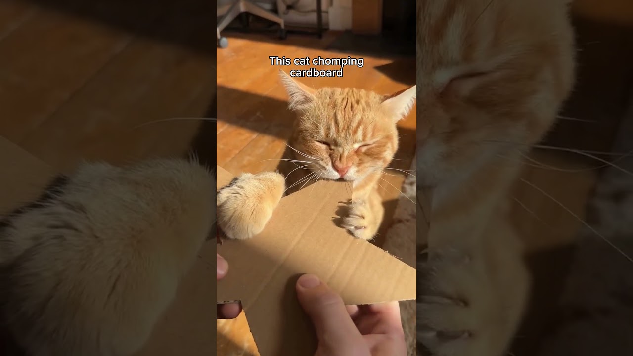 the cutest chomper 🥹 easy 12 points Eurovision TrendingShorts