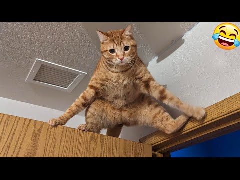 😻 New Funny Cats And Dogs Videos 2024 😆 Best Funniest Animal Videos 🤣 PART 28