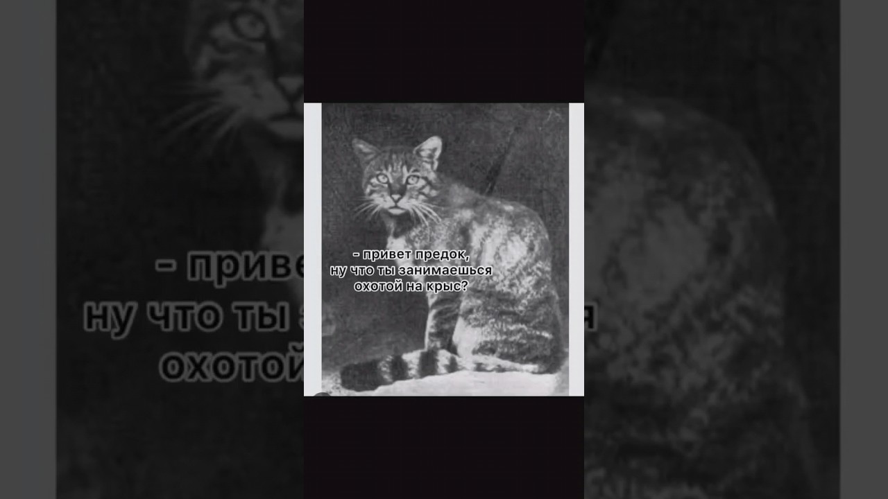 👋ПРИВЕТ trendingshorts ютубер shorts  видеоблогер cat продвижение