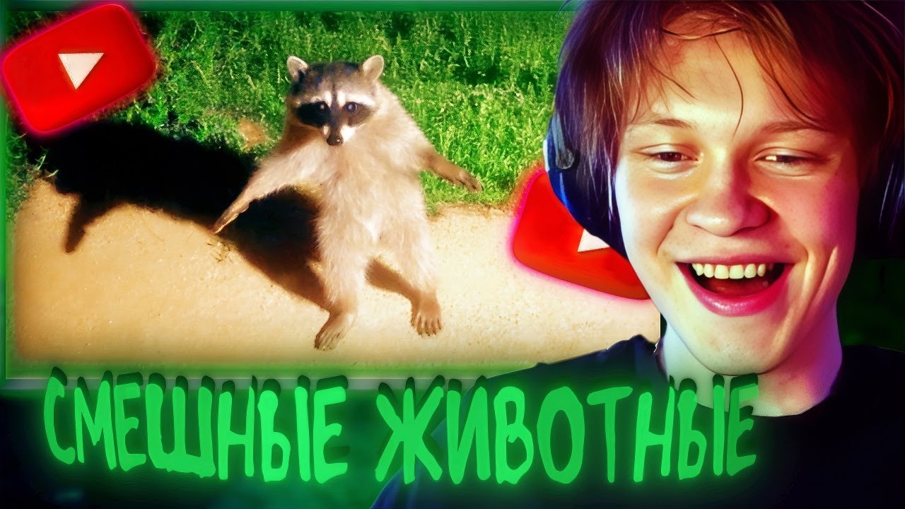 Реакция Дипинса: Самые смешные видео с животными в истории (Часть 1)