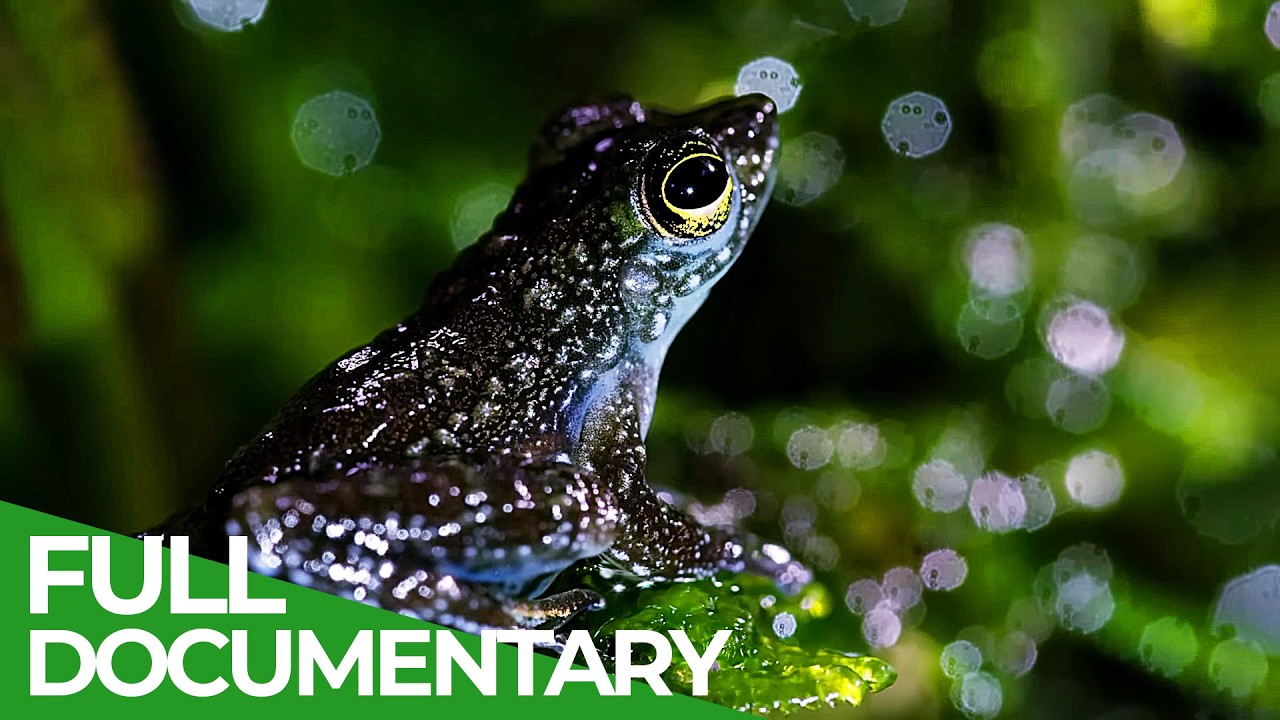 A Wildlife Odyssey - Southeast Asia&#39;s Island Paradise | Part 3 | Free Documentary Nature