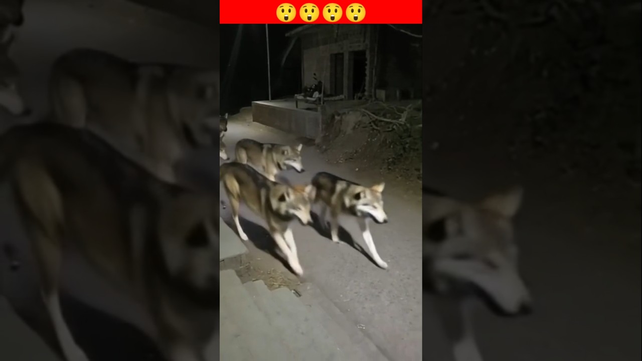 Part 407 Wolf in village #wolfsounds #relaxinwolf #wolfsong #wildlife #wolf #forest #nature #shorts