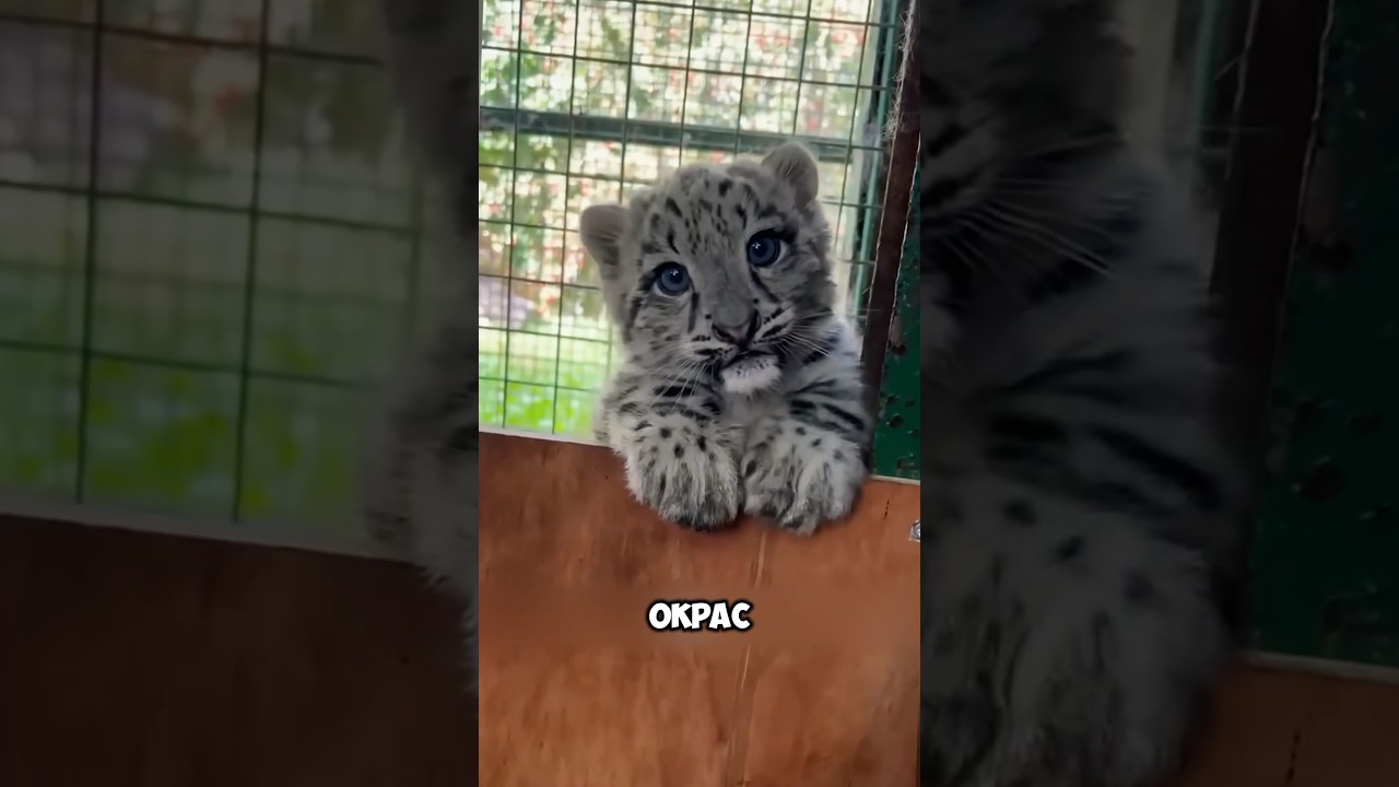 Самые красивые из семейства кошачьих 🥹😍 животные милыеживотные tidal