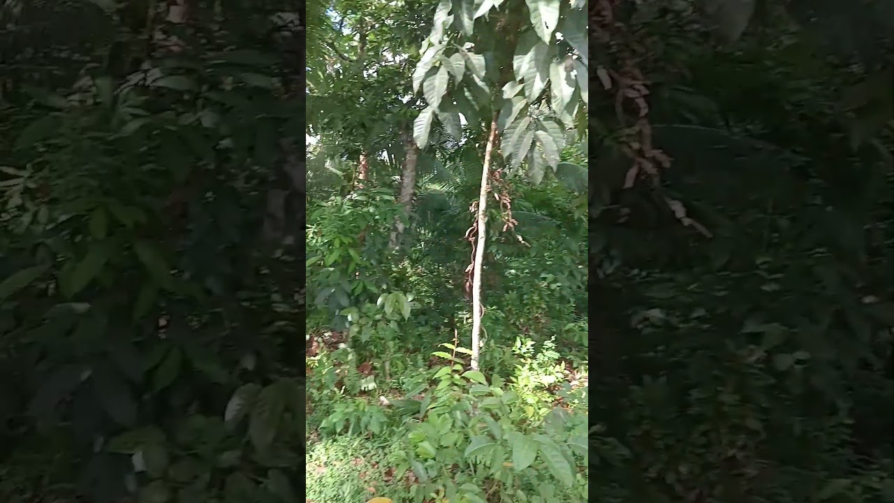 bukid life #trending #viralvideo #nature #ytshorts #