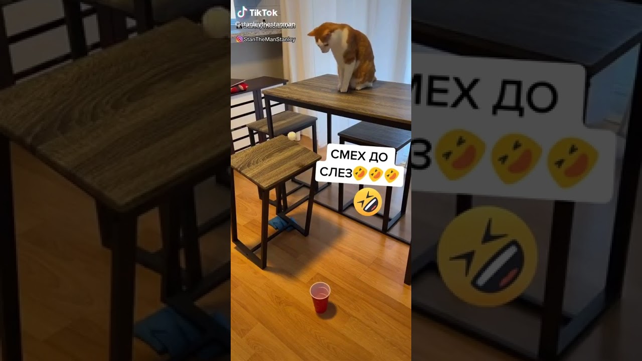 До слёз / СМЕШНЫЕ КОШКИ 2022 / ЛУЧШИЕ ПРИКОЛЫ С КОТАМИ