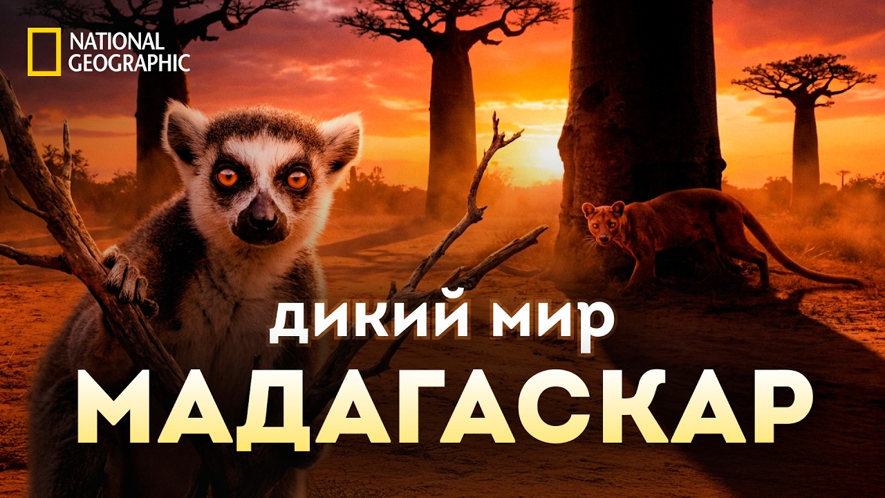 ФИЛЬМ | Мадагаскар: 90 Миллионов лет Эволюции в одном Фильме.