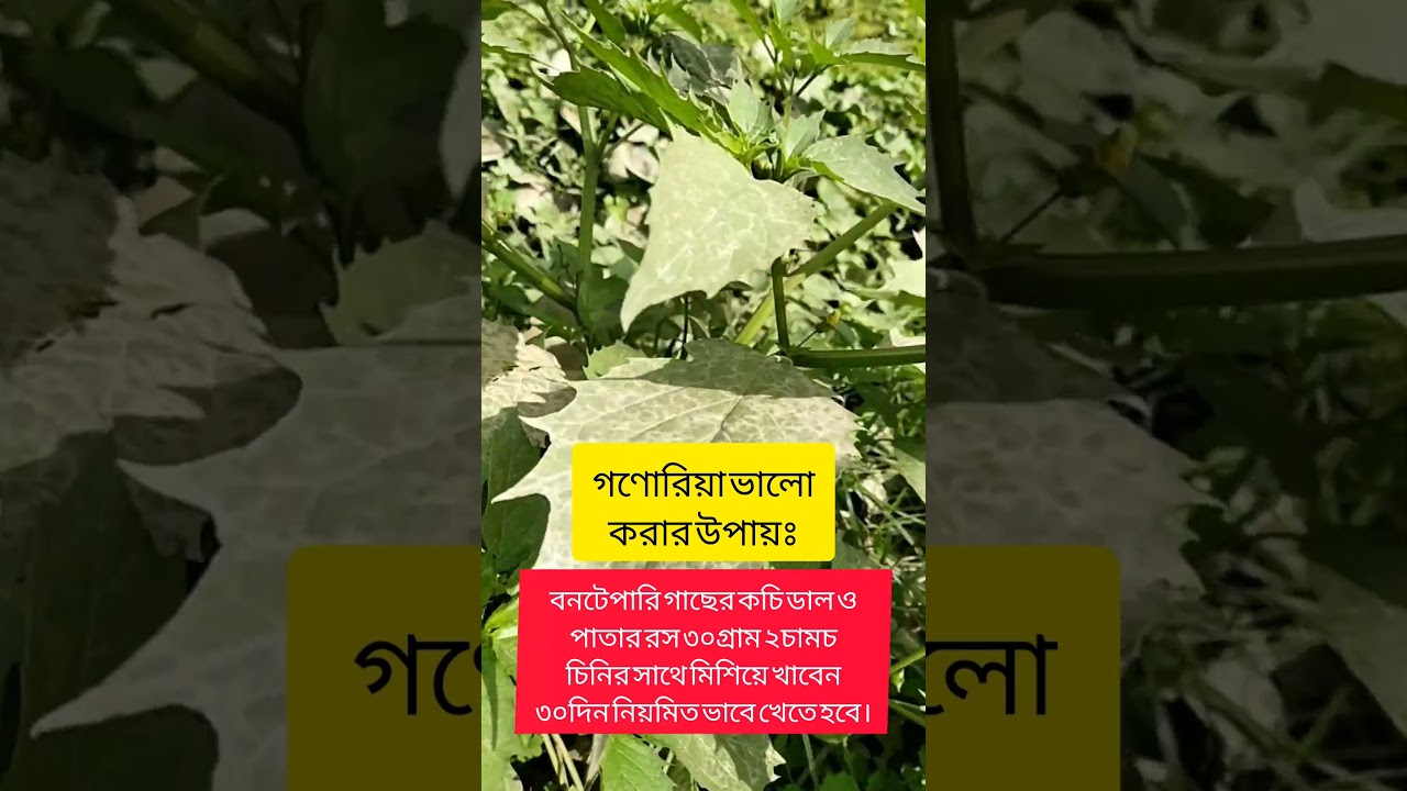 বনটেপারি #vairlvlogs #gardenflowers #trending #nature #vairlvidoe #plants #natural #agriculture #yt