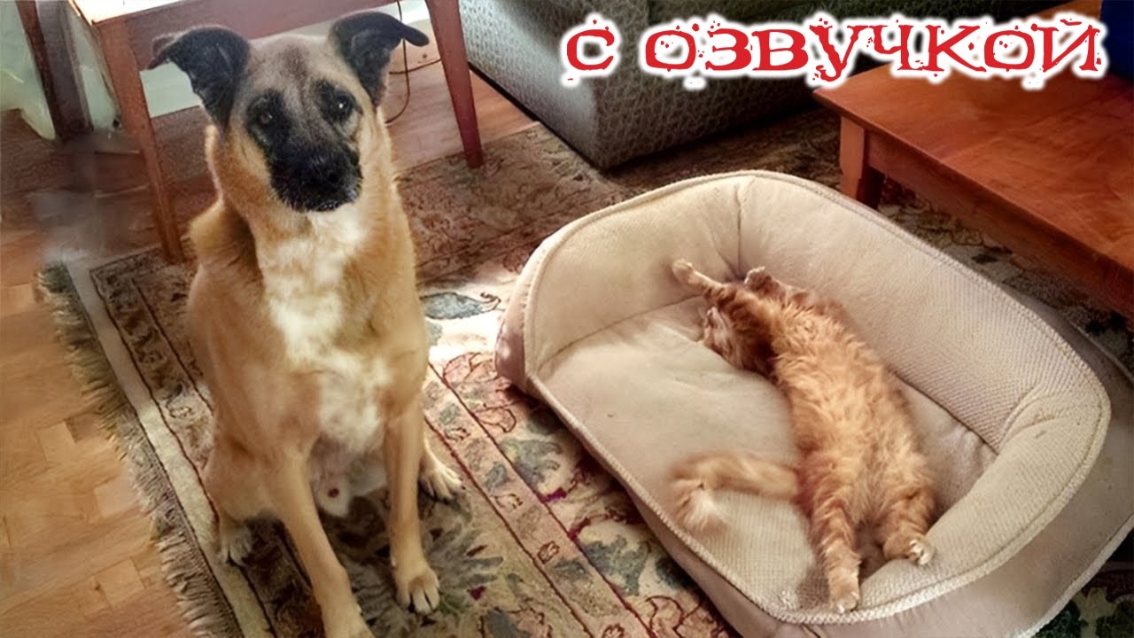 Приколы с котами! С ОЗВУЧКОЙ! СМЕШНЫЕ КОТЫ! Самые смешные животные! 2025!