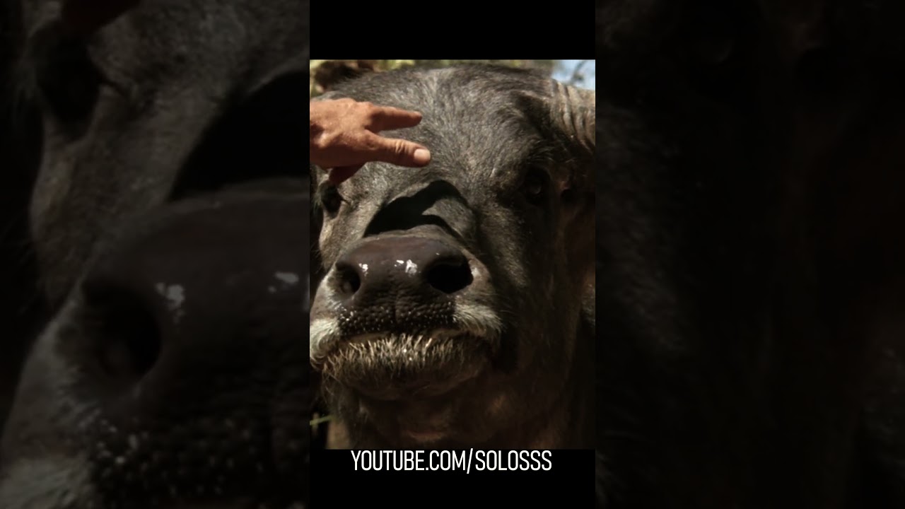 Всего два пальца — и буйвол покорён! 😳🐃 | Крокодил Данди шортс фильм рекомендации рек кино