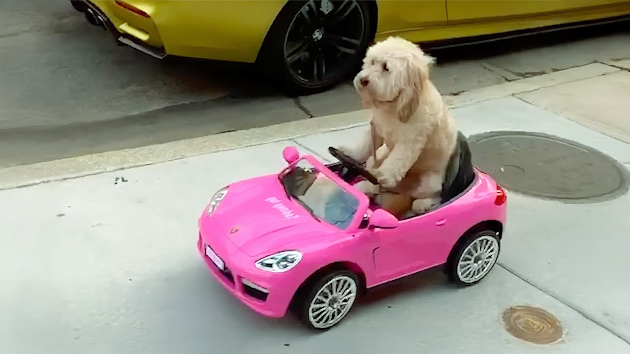 Hilarious Animal Videos to Make You Laugh | Funny Dog & Cat Videos