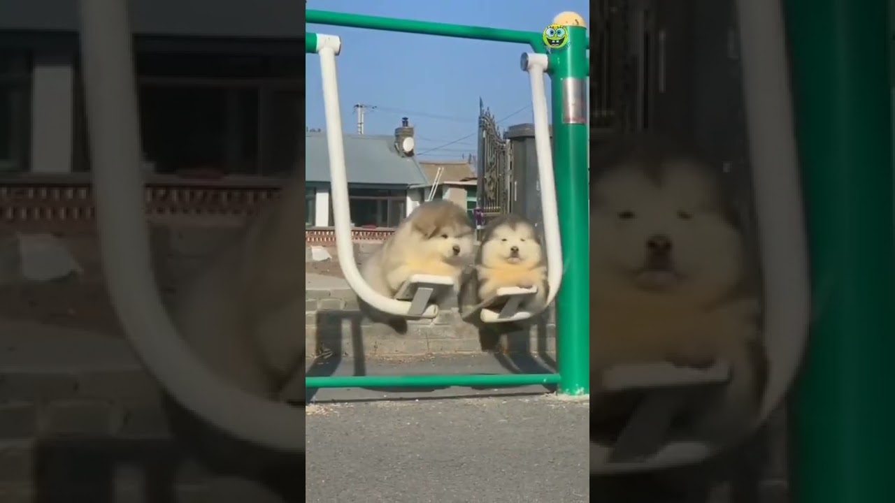 Прикольные😍собачки щенки маленькие пушистики  Funny Cute puppy dogs animalsshorts
