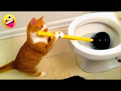 Найсмішніше в одному відео 😂 Смішні коти 🐱 Funny animal video 72