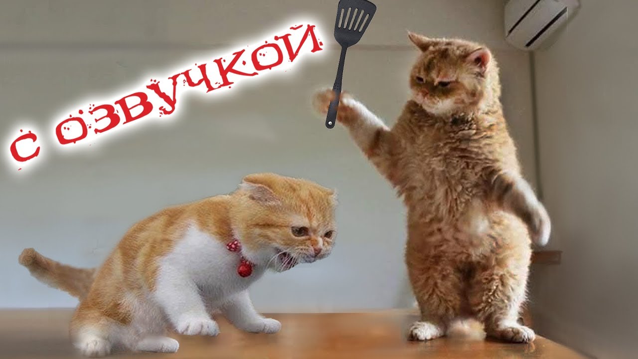 ПРИКОЛЫ С КОТАМИ! Самая смешная озвучка животных! ТЕСТ НА ПСИХИКУ 2022