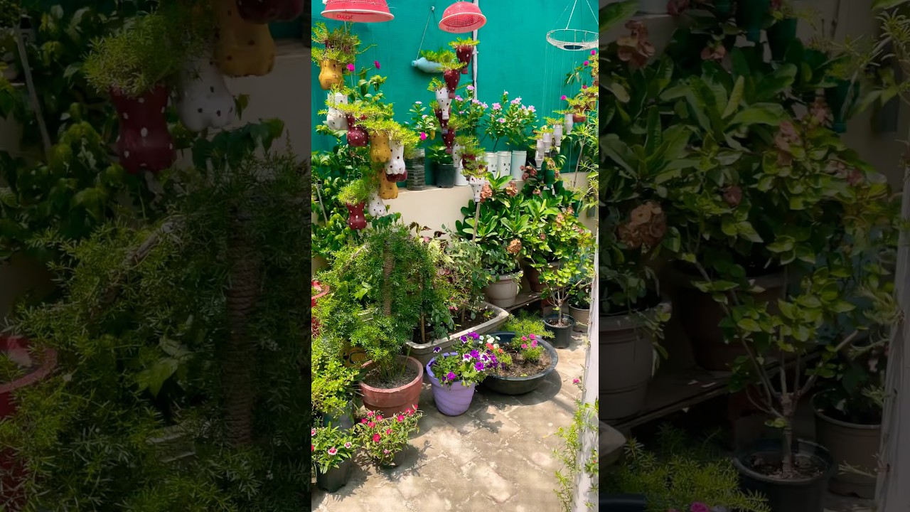 #nature #villagelife #greenrooftop #beautiful #plants #handmadeplanter #shorts