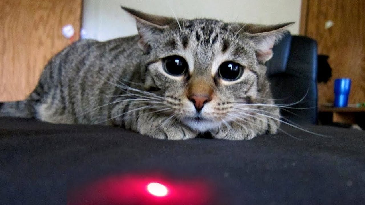 ПРИКОЛЫ С ЖИВОТНЫМИ 😺🐶 Смешные КОТЫ и СОБАКИ | Приколы с котами | СМЕШНЫЕ КОШКИ 2022 62