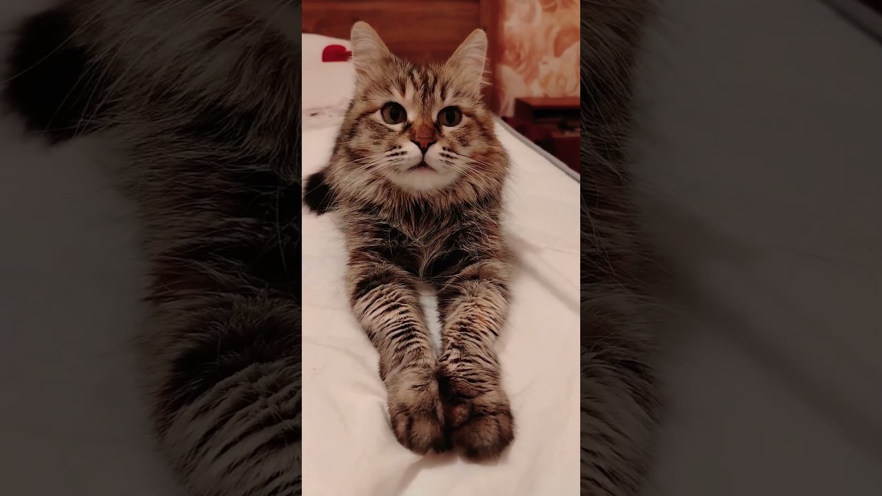 Стетхем шутит 🔥 заработатьмного заработок джейсонстэтхэм best cat прикольныекоты мурка кот