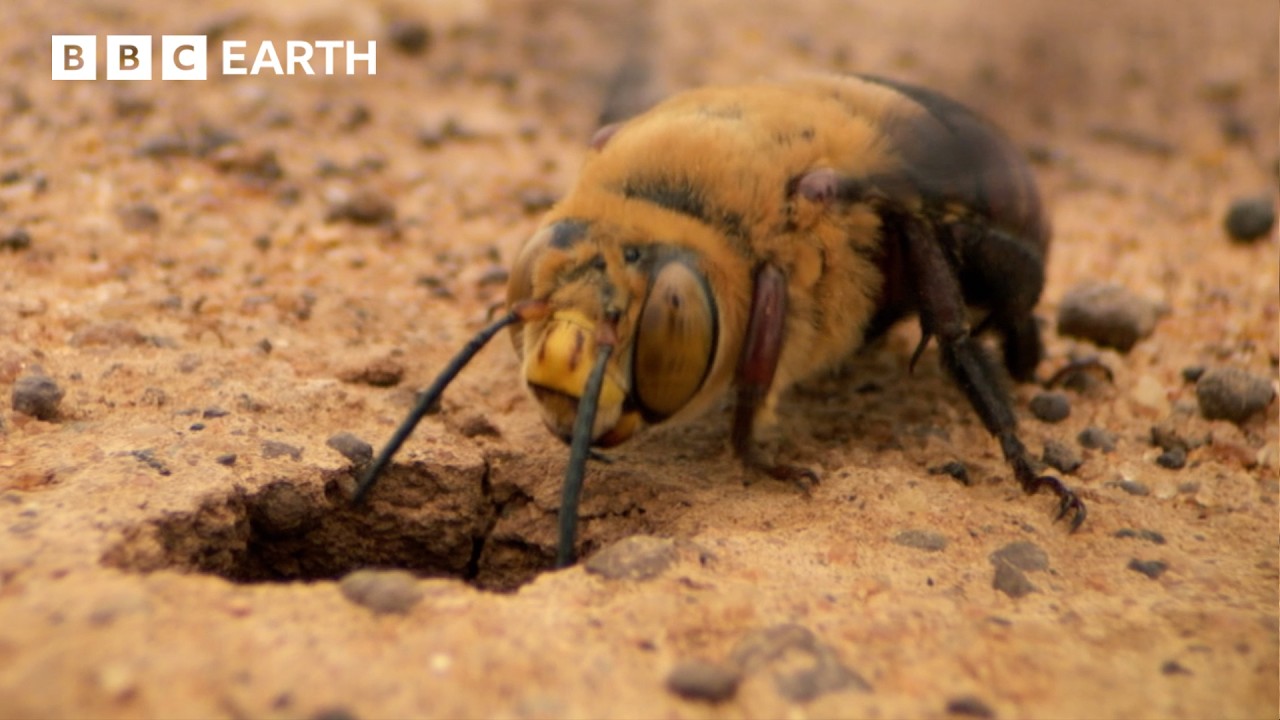 Nature&#39;s Most Violent Mating Ritual | Natural Born Rebels | BBC Earth
