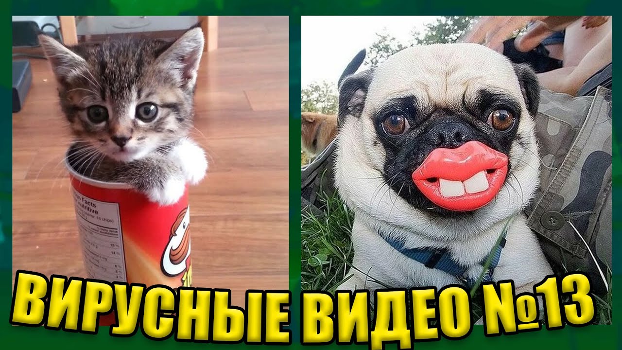 ВИРУСНЫЕ ВИДЕО / Подборка смешных животных №13