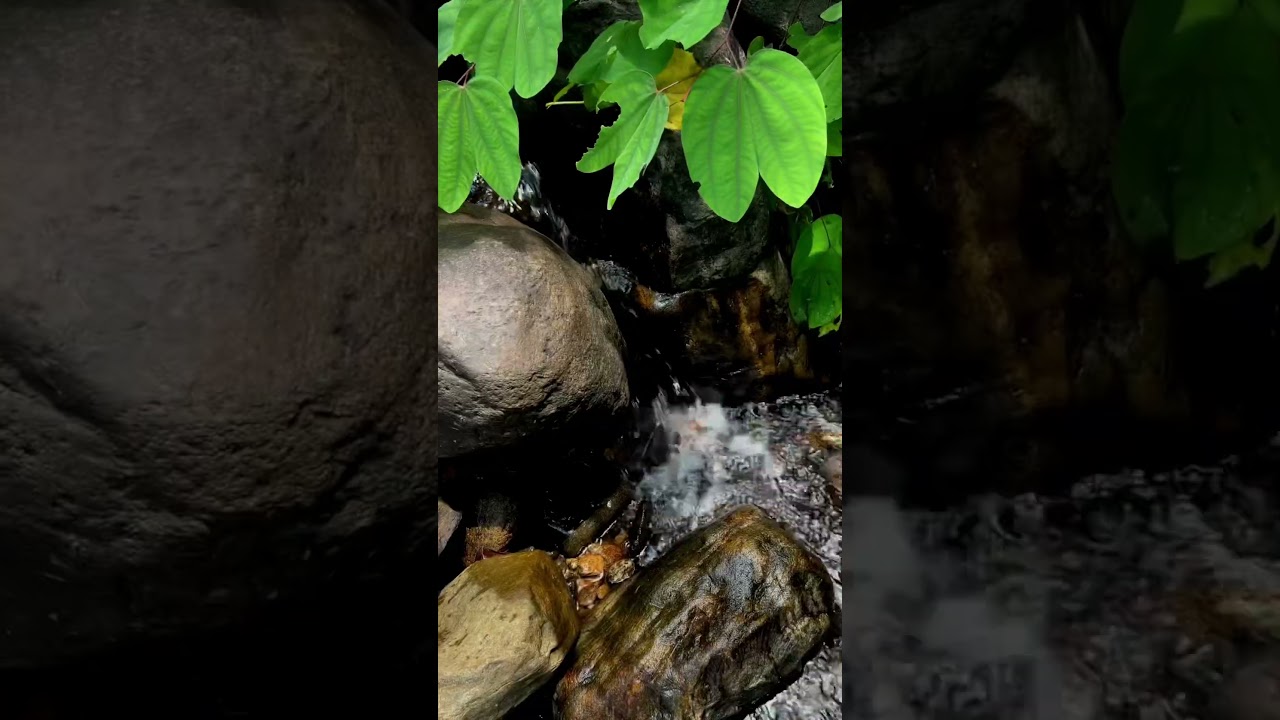 20 സെൻറ് സ്ഥലം 5 ലക്ഷം രൂപക്ക്wayanad kozhikode resort