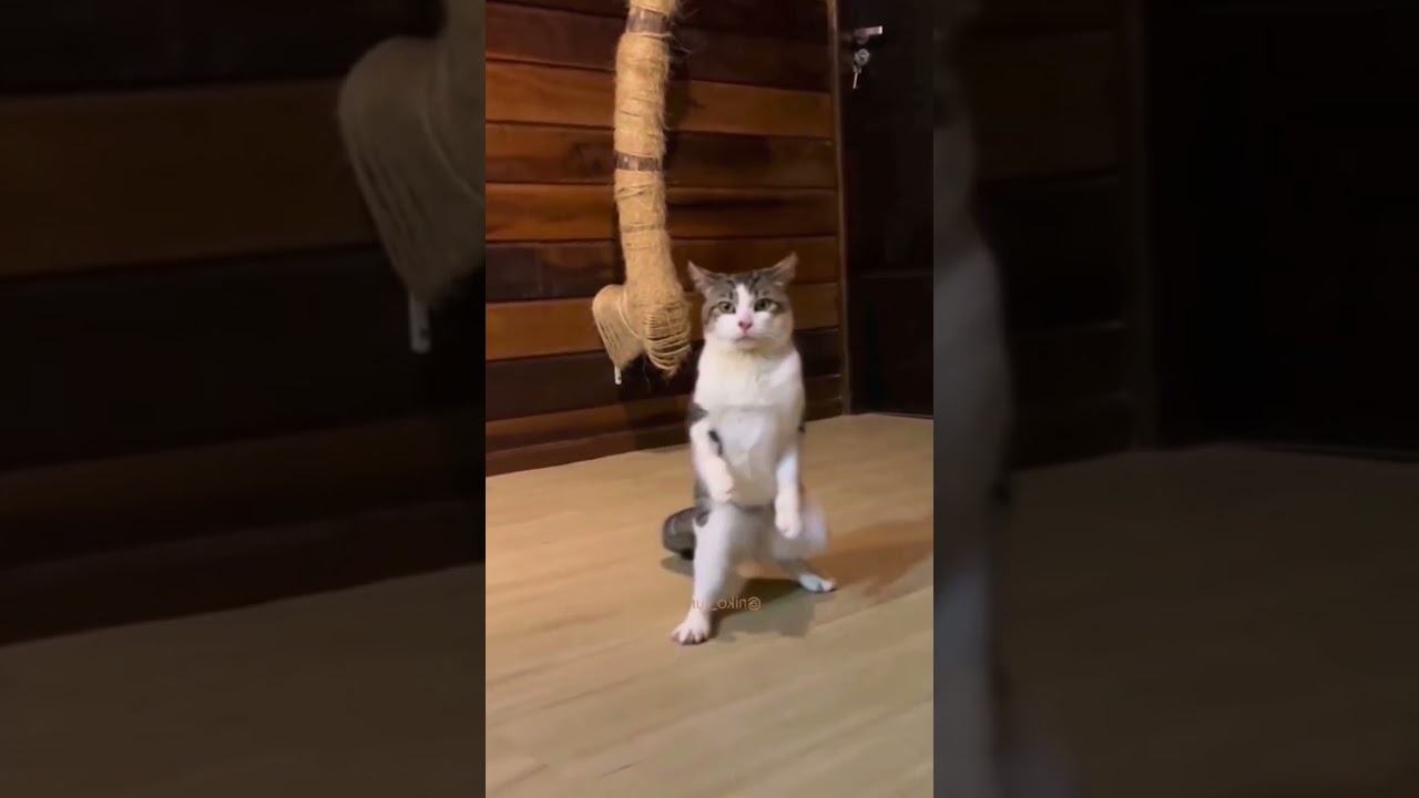 Смешные пушистики / Смешные моменты с животными 2024 /№63 ff домашниепитомцы коты собаки funny