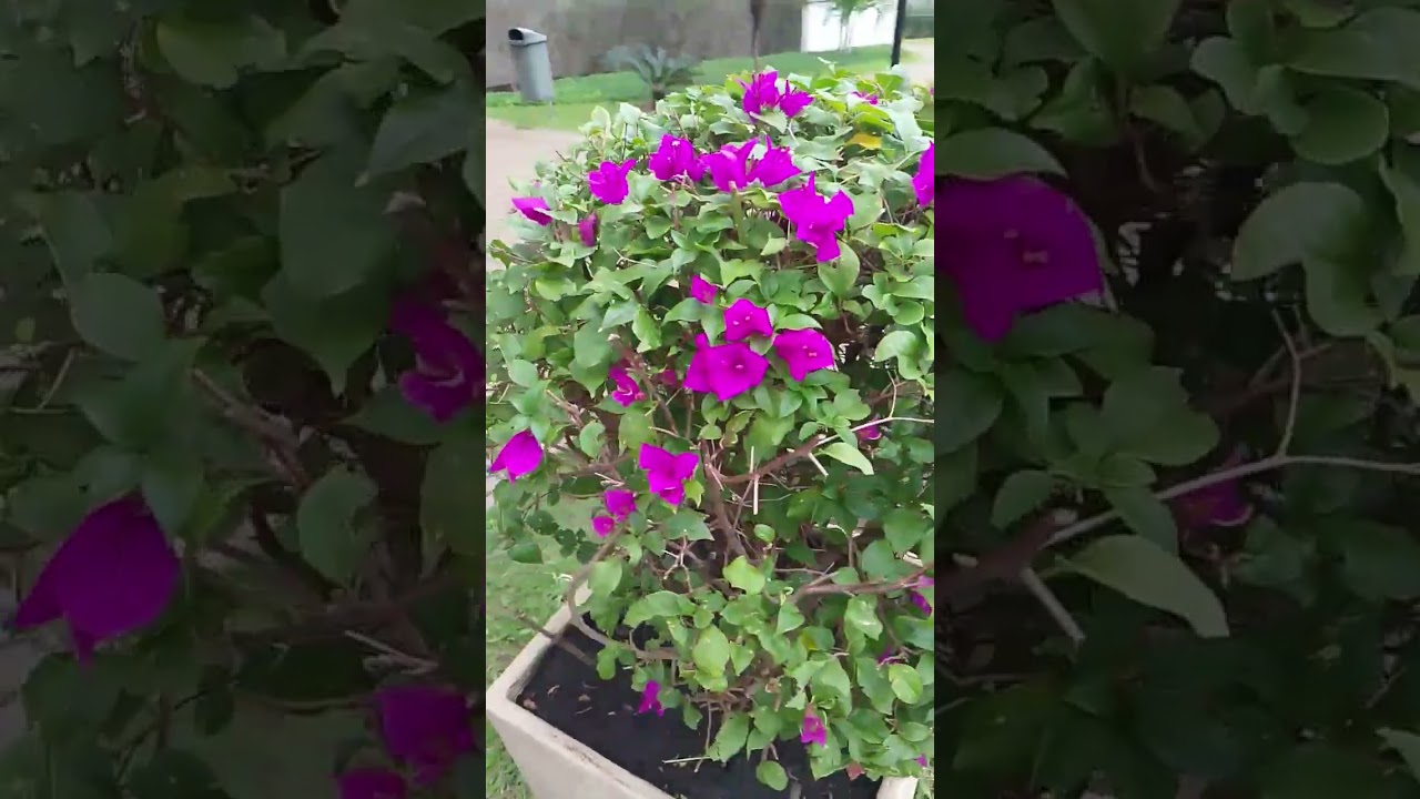 #reels #plantas #natureza #youtubeshorts