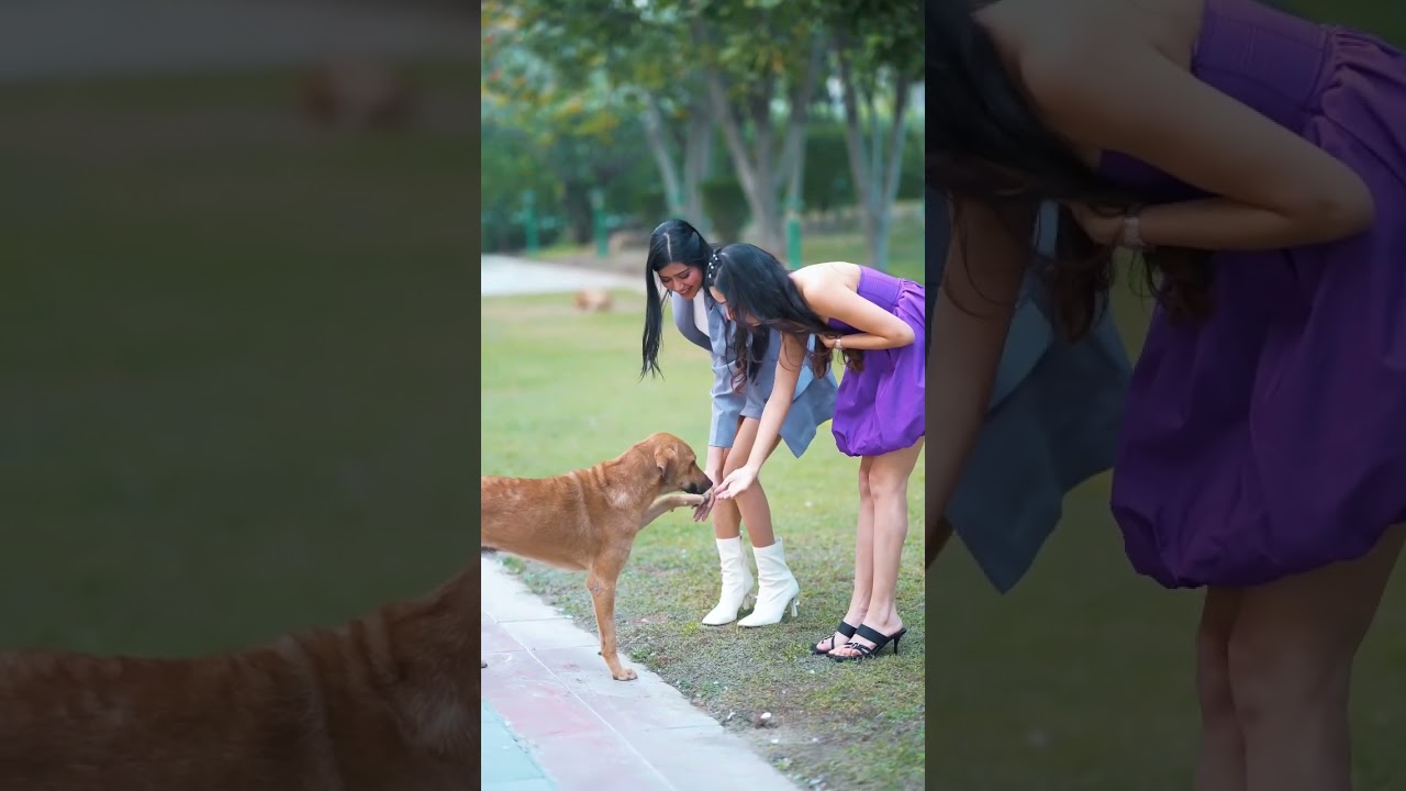 youtube creator shorts youtubeshorts ytshorts doglover dogslove poonampbisht