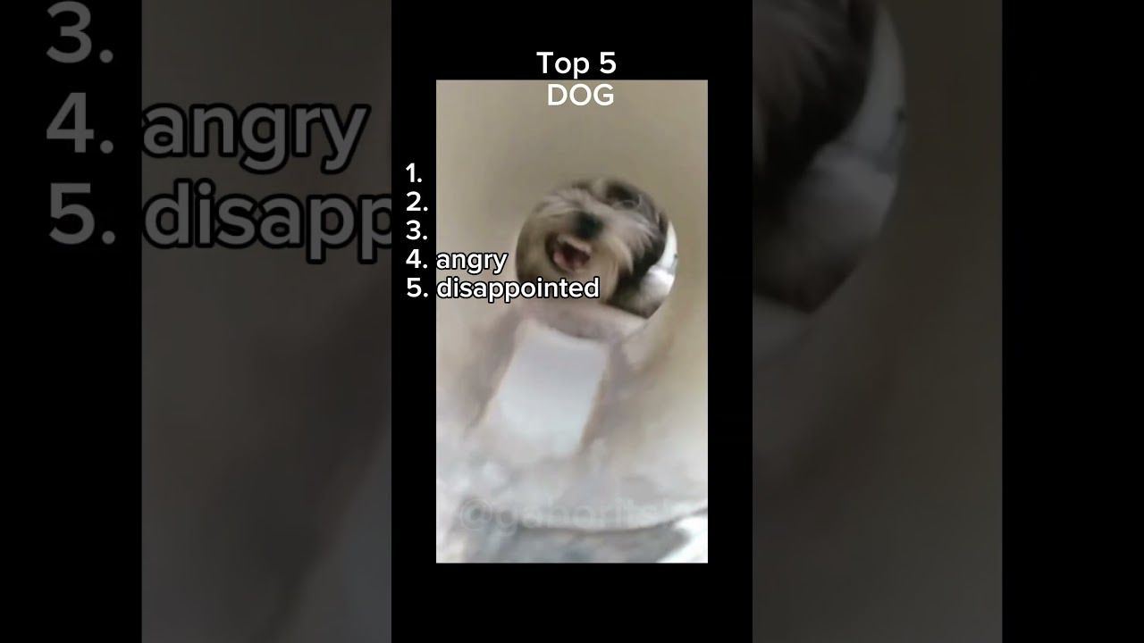 Top 5 Doggo shorts dog