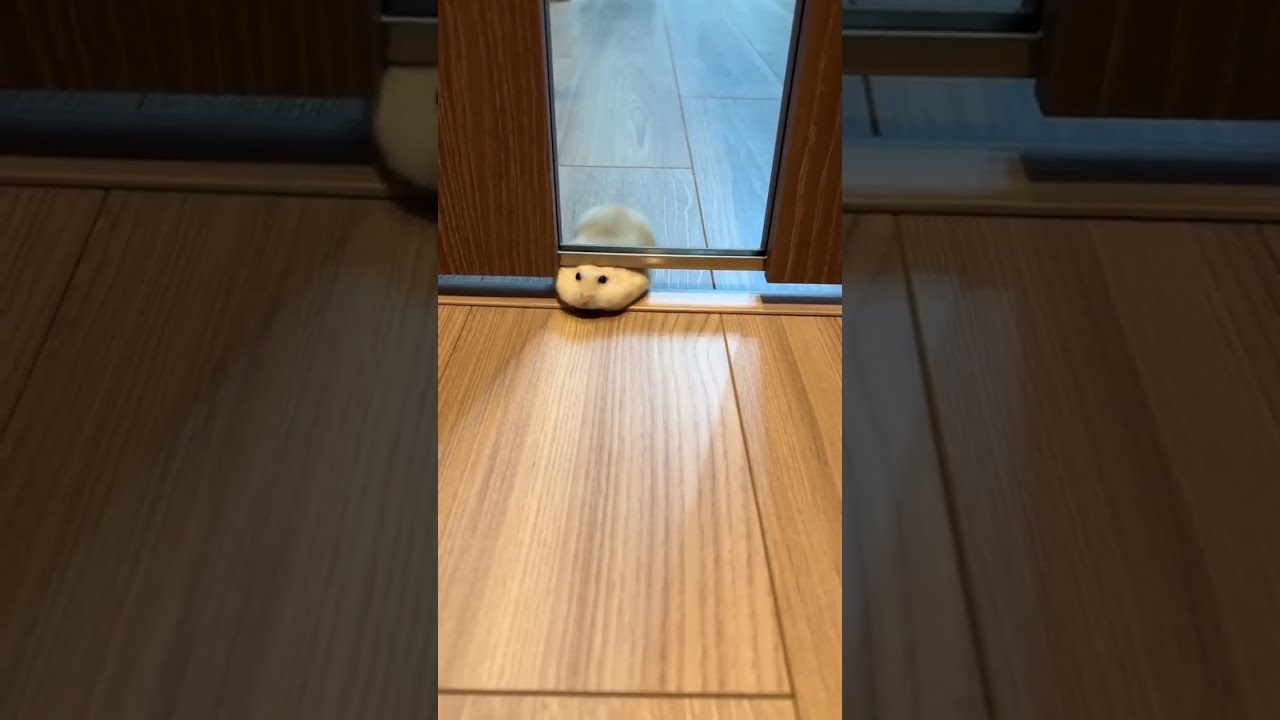 Вот это актёры! домашние животные, которые заслужили Оскар за свои приколы 2025