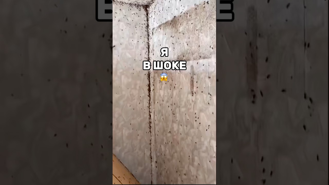 Я была в ШОКЕ😱вб wb 283503600 покупки обзор  wildberries