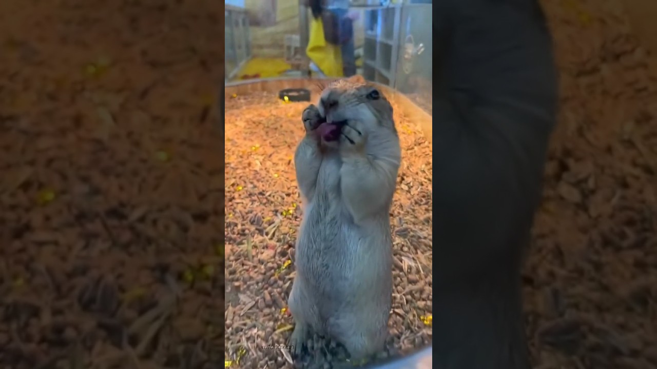 Funny Animals 🤣🤣🤣 Смешные животные 😂  cat pets funny dog dogs cats