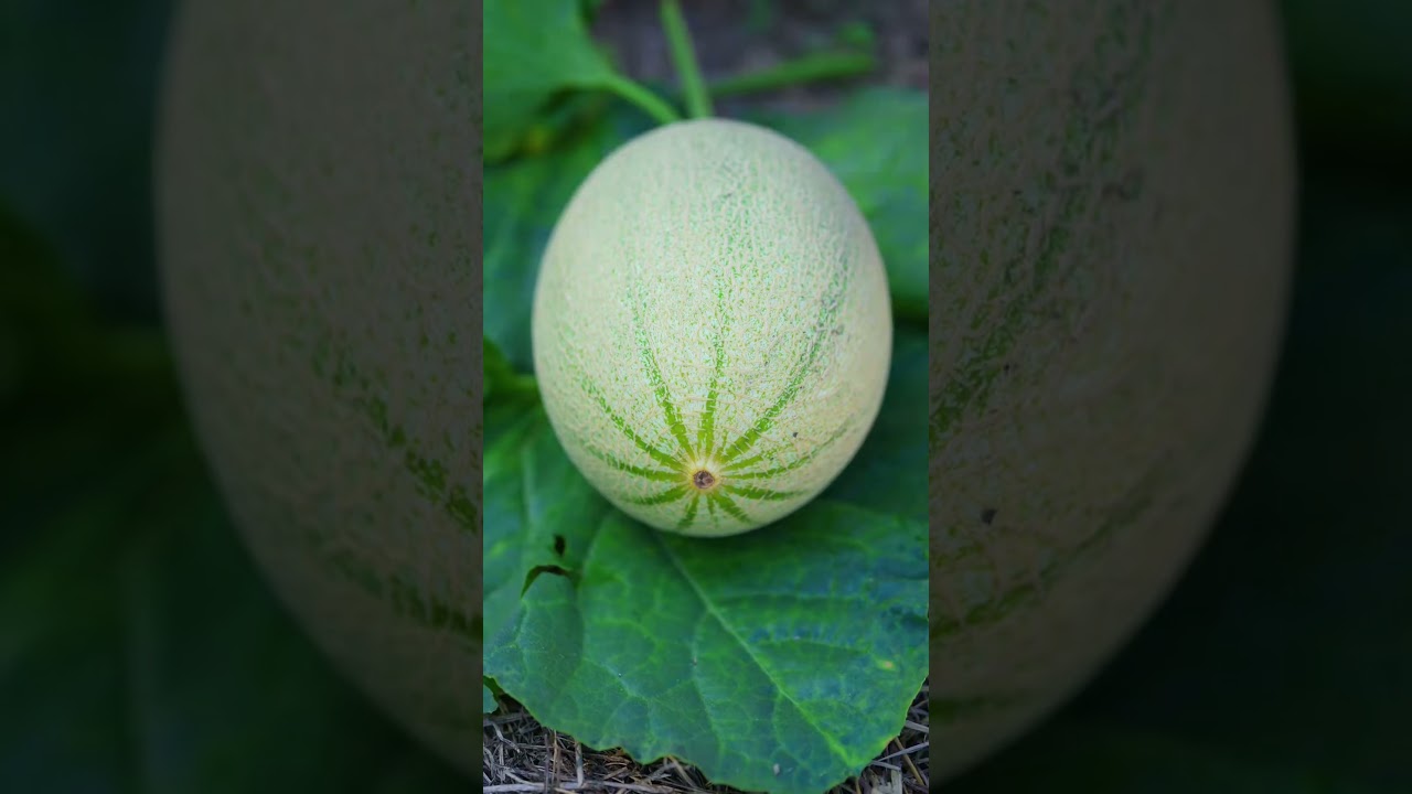 Beautiful Nature with Rural Life - Fresh fruit is part of my life