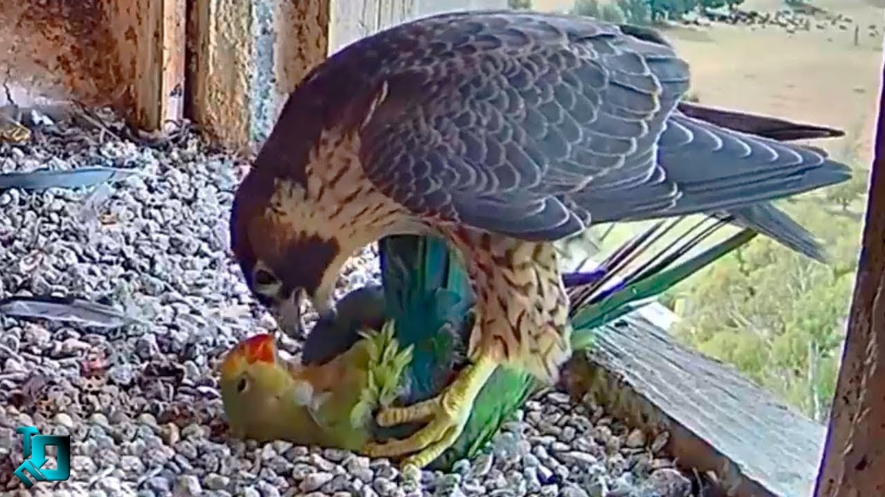 Посмотри Что Бывает! Случаи с Животными 1 на Миллион, Снятые на Камеру